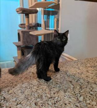 Ace -  Domestic Long Hair Cat for Adoption in New Baltimore, Michigan - Ace | PetCurious