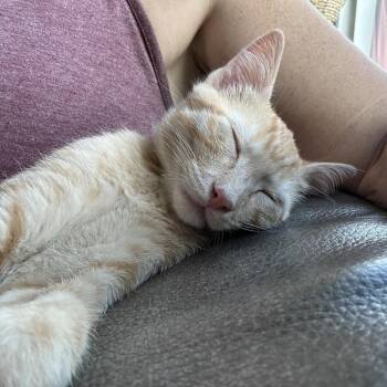 Peanut Butter Baxter -  Domestic Short Hair Cat for Adoption in Eagle Mountain, Utah - Peanut Butter Baxter | PetCurious