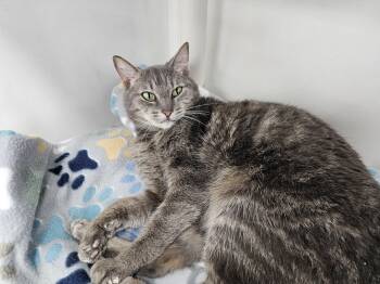 Domestic Short Hair Cats Available for Adoption in Dunkirk, New York - Mochi | PetCurious