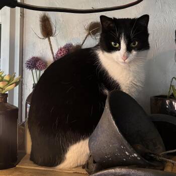 Domestic Short Hair Cats Available for Adoption in East Amherst, New York - Bronze | PetCurious