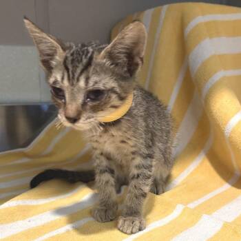 IVHS-Stray-143752 -  Domestic Short Hair Cat for Adoption in San Gabriel, California - IVHS-Stray-143752 | PetCurious