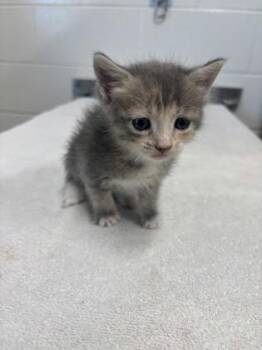 Viper -  Domestic Short Hair Cat for Adoption in Daphne, Alabama - Viper | PetCurious
