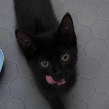 Jack -  Domestic Short Hair Cat for Adoption in Mokena, Illinois - Jack | PetCurious