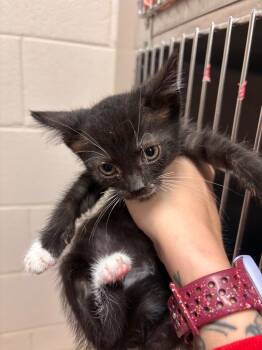 Rescue Domestic Short Hair Cats for Adoption in Lima, Ohio - Dutchess | PetCurious