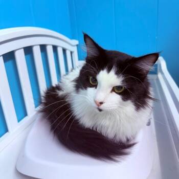 Zeus -  Domestic Medium Hair Cat for Adoption - Zeus | PetCurious