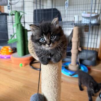 Thumbelina Miller -  Domestic Medium Hair Cat for Adoption in Woodstock, Virginia - Thumbelina Miller | PetCurious