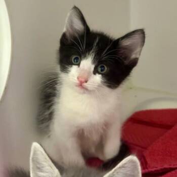 Goji Berry -  Domestic Short Hair Cat for Adoption in Walnut Creek, California - Goji Berry | PetCurious