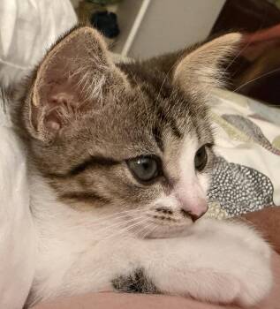 Allie Cat -  Domestic Medium Hair Cat for Adoption in Davidson, North Carolina - Allie Cat | PetCurious