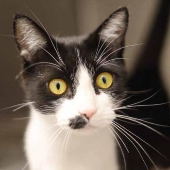 Starla -  Domestic Short Hair Cat for Adoption in Atlanta, Georgia - Starla | PetCurious
