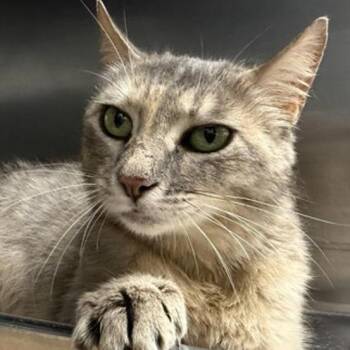 Dusky -  Domestic Short Hair Cat for Adoption in New York, New York - Dusky | PetCurious