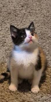 SOPHIA -  Domestic Short Hair Cat for Adoption in Colorado Springs, Colorado - SOPHIA | PetCurious