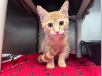 Domestic Short Hair Cats Available for Adoption - Flavor Flav | PetCurious