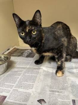 Rescue Domestic Short Hair Cats for Adoption in Atlanta, Georgia - Yogurt | PetCurious
