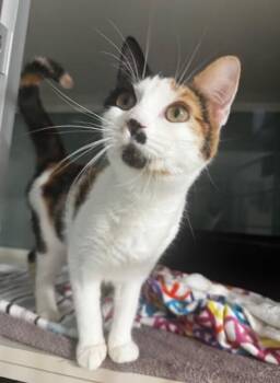 Ruby -  Domestic Short Hair Cat for Adoption in Hutchinson, Minnesota - Ruby | PetCurious