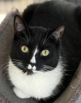 Tuxedo Cats Available for Adoption - Basil Bonded With Sage | PetCurious