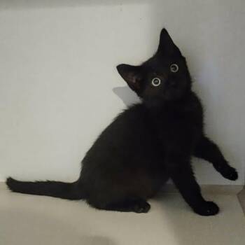 Posie -  Domestic Short Hair Cat for Adoption in Winthrop, Maine - Posie | PetCurious