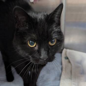 Nessy (Kitty) -  Domestic Short Hair Cat Available for Adoption in Buffalo, Wyoming - Nessy (Kitty) | PetCurious