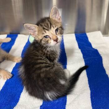 Adam -  Domestic Short Hair Cat for Adoption in Lake Panasoffkee, Florida - Adam | PetCurious