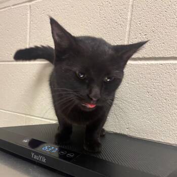 Mystique -  Domestic Short Hair Cat for Adoption in Bristol, Indiana - Mystique | PetCurious