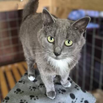 Domestic Short Hair Cats Available for Adoption in Portage, Michigan - Skye | PetCurious