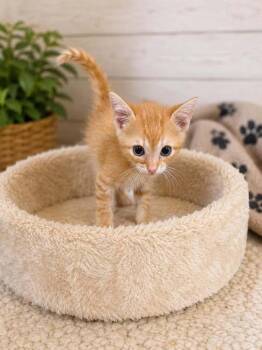 Eggroll -  Domestic Short Hair Cat for Adoption in Salisbury, North Carolina - Eggroll | PetCurious