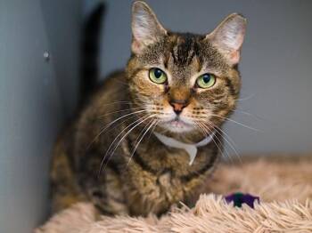 Baby Bean -  Domestic Short Hair Cat for Adoption - Baby Bean | PetCurious