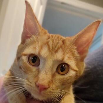 Oyster -  Domestic Short Hair Cat for Adoption in Salt Lake City, Utah - Oyster | PetCurious