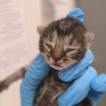 Maury -  Domestic Short Hair Cat for Adoption in Charleston, West Virginia - Maury | PetCurious