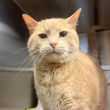 Kobe -  Domestic Short Hair Cat for Adoption in Pittsburgh, Pennsylvania - Kobe | PetCurious