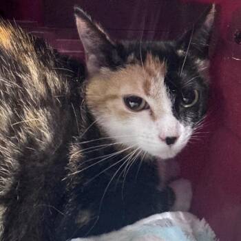 Domestic Short Hair Cats Available for Adoption in Summerville, South Carolina - Bijou | PetCurious