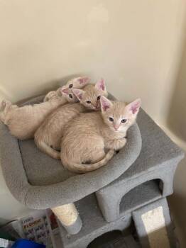 Sir Knight -  Domestic Short Hair Cat for Adoption in Groveland, Massachusetts - Sir Knight | PetCurious