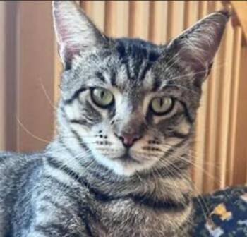 Conway -  Maine Coon Cat Available for Adoption in Cincinnati, Ohio - Conway | PetCurious