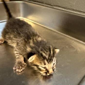 TUSC-Stray-85630 -  Domestic Short Hair Cat for Adoption in Tuscaloosa, Alabama - TUSC-Stray-85630 | PetCurious