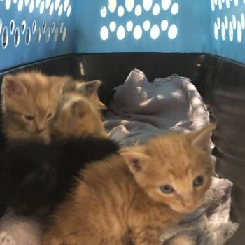 Rebel -  Domestic Short Hair Cat for Adoption in Brentwood, Missouri - Rebel | PetCurious