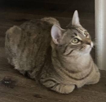 Domestic Short Hair and Tabby Cats Available for Adoption in Dallas, Texas - Glitz | PetCurious