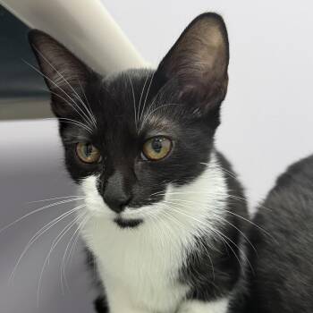 Janessa -  Domestic Short Hair Cat for Adoption in Cooperstown, New York - Janessa | PetCurious