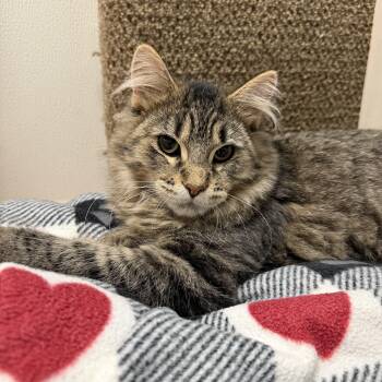 Milo -  Maine Coon Cat for Adoption in Chisholm, Minnesota - Milo | PetCurious