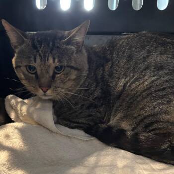 Mr. Krabs -  Domestic Short Hair Cat for Adoption in Allentown, Pennsylvania - Mr. Krabs | PetCurious