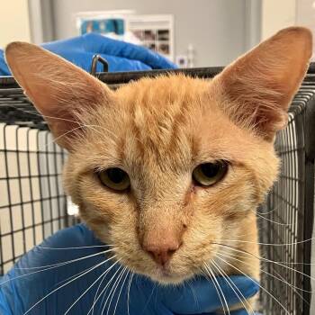 Butterfinger -  Domestic Short Hair Cat for Adoption in Las Cruces, New Mexico - Butterfinger | PetCurious