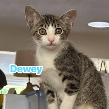 Dewey -  Domestic Short Hair Cat for Adoption in San Tan Valley, Arizona - Dewey | PetCurious