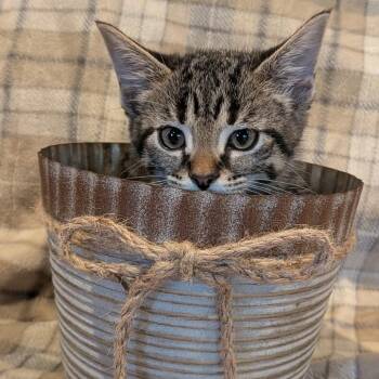 Flannel -  Domestic Medium Hair Cat for Adoption in La Grange, Kentucky - Flannel | PetCurious