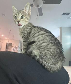 Esther -  Domestic Short Hair Cat Available for Adoption in Magnolia, Texas - Esther | PetCurious