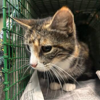 Honeydew -  Domestic Short Hair Cat for Adoption in Pasadena, California - Honeydew | PetCurious