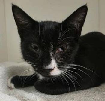 Rescue Domestic Short Hair Cats for Adoption in West Chester, Pennsylvania - Pita | PetCurious