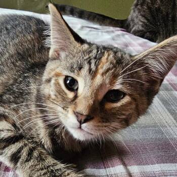 Domestic Short Hair Cats Available for Adoption in Grinnell, Iowa - Gladiola | PetCurious