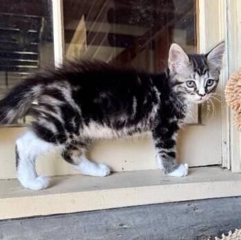 Tabby and Domestic Long Hair Cats Available for Adoption in Friendswood, Texas - Kimmie The Cutie Pie | PetCurious