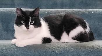 Rescue Domestic Medium Hair Cats for Adoption in Seattle, Washington - Eyes | PetCurious