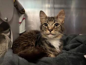 Domestic Medium Hair Cats Available for Adoption in Palo Alto, California - PEDRO PSPSPCAL | PetCurious