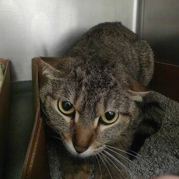 Georgie -  Domestic Short Hair Cat for Adoption in Milan, Illinois - Georgie | PetCurious