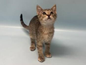 Crocs -  Domestic Short Hair Cat for Adoption in Golden Valley, Minnesota - Crocs | PetCurious